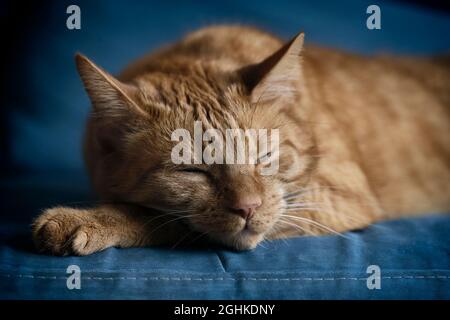 Nahaufnahme der Ingwer-Katze, die auf dem Sofa schlafen kann. Horizontales Bild mit selektivem Fokus. Stockfoto