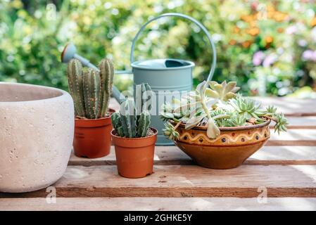 Repotting Sukkulenten und Kakteen im Hausgarten Stockfoto