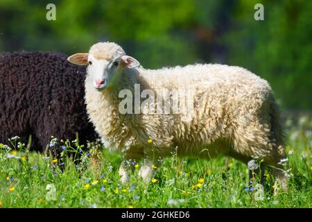 Schafe auf einer Wiese auf grünem Gras. Sonniger Sommertag Stockfoto