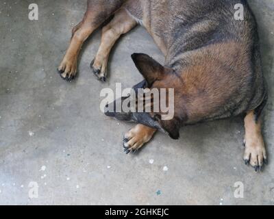 Dunkelbrauner Hund hocken und schlafen auf grauem Betonboden, Lustiges und niedliches Verhalten von Haustieren Stockfoto