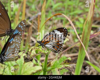 Schwarz geäderter Tiger-Schmetterling auf grünem Blatt der Baumpflanze im Wald, orange-weiß und schwarz gemusterte Farbe auf Flügel des tropischen Insekts Stockfoto