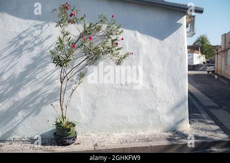 Schatten von den Bäumen, die auf den Zaun fallen, Naturhintergrund. Blumentopf mit Blumenpflanze, die an der Wand hängt und an einem hellen Tag lange Schatten wirft Stockfoto