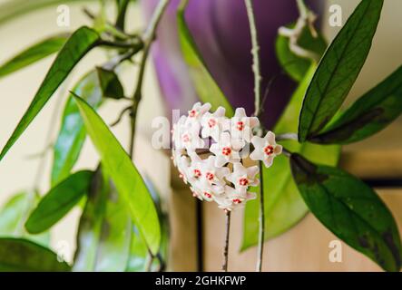 Topfte Hoya carnosa die Porzellanblume oder Wachspflanze in voller Blüte im häuslichen Inneren. Stockfoto