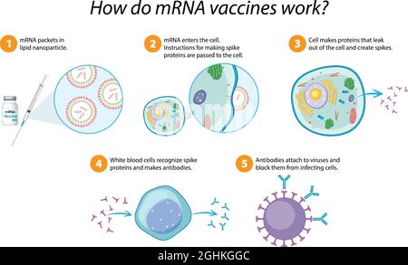 Wie mRNA-Impfstoffe funktionieren Diagramm-Illustration Stock Vektor