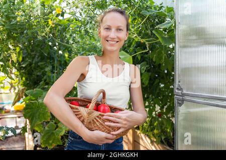 Portrait von jungen Erwachsenen schöne Farmerin sitzt gegen Gewächshaus Ernte frische reife rote Tomaten in Weidenkorb Haus Gartenbett Stockfoto
