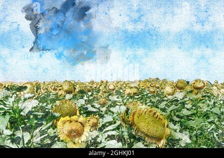 Ein Feld von gelb blühenden Sonnenblumen unter einem sommerblauen Himmel. Gelb-grün blühende Ölpflanzen bis zum Horizont. Ernte. Landwirtschaft, Landwirtschaft. Ziffer Stockfoto