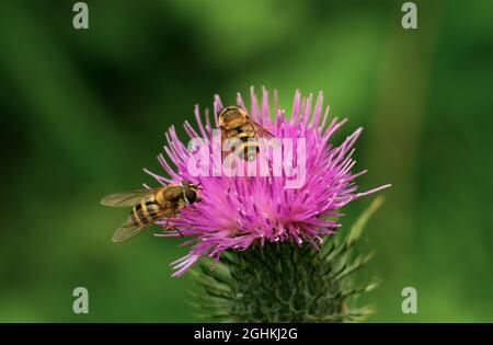 Diese gebänderten Hoverfly imitieren die gefürchtete Wasp und sind harmlose Nektartrinker und erfüllen die lebenswichtige Aufgabe der Bestäubung auf vielen Pflanzen Stockfoto