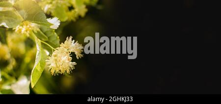 Frühling Banner Hintergrund mit Nahaufnahme von Lindenbaum Blumen Stockfoto