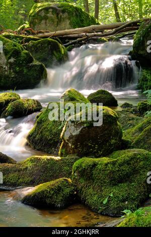 stromschnellen auf dem wilden Fluss im Wald - Wasser fließt über Felsen Stockfoto