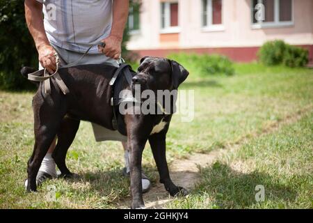 Hund Hund auf einem Spaziergang. Der Besitzer hält einen großen Hund. Schwarzer Hund mit langen Pfoten. Stockfoto