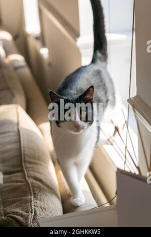 Britische mittelgroße Haare Hauskatze - schwarz und weiß. An einem sonnigen Tag auf dem Sofa im Wohnzimmer spazieren gehen. Stockfoto
