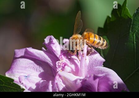 Italien, Lombardei, Bienensammlung Pollen auf Kirschblüten, Prunus Serrulata Stockfoto