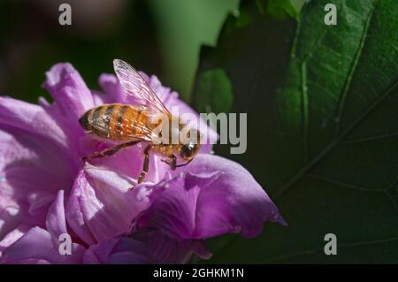 Italien, Lombardei, Bienensammlung Pollen auf Kirschblüten, Prunus Serrulata Stockfoto