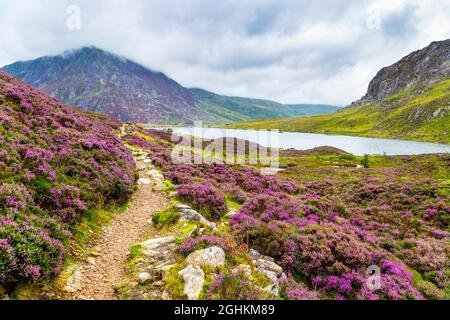 Llyn Idwal See entlang des Weges zum Glyder Fawr Gipfel und dem Pen Yr Ole Wen Berg, Cwm Idwal, Snowdonia National Park, Wales, UK Stockfoto