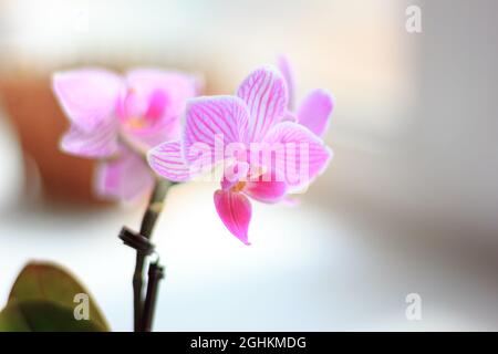 Schöne palaenopsis Mini Orchidee auf einem Fenster Stockfoto