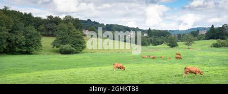 Braune Kühe grasen auf einer grünen Wiese in der Nähe des Dorfes nicht weit von der französischen Stadt limoges Stockfoto