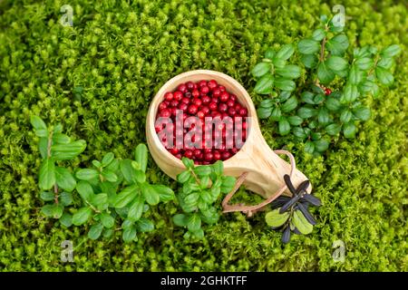 Frische rote Preiselbeeren in einem Holzbecher auf weichem Moosteppich im Wald. Köstliches und gesundes Bio-Food-Konzept. Stockfoto