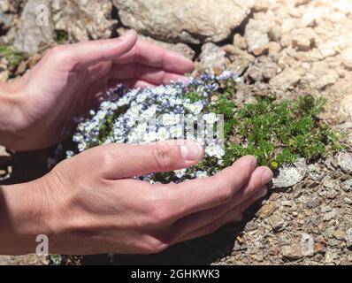 Weibliche Hände halten wilde Bergblumen, die aus Stein wachsen. Konzept der Erhaltung der Natur und gefährdeter Pflanzenarten.Nahaufnahme. Stockfoto