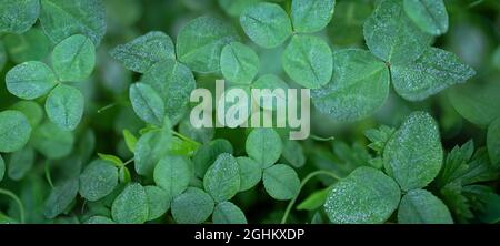 Grüner Kleeblatt Natur Hintergrund, frische grüne saftige Farbe, Kleeblatt Pflanze Stockfoto