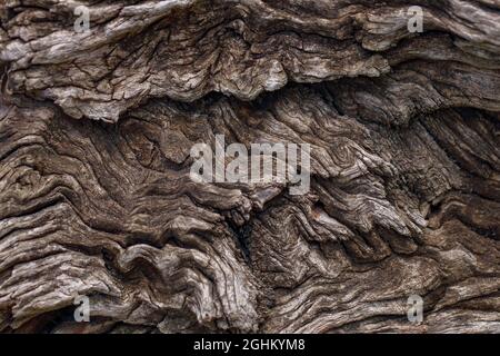 Schöne Holzrinde Textur Hintergrund (selektiver Fokus) Stockfoto