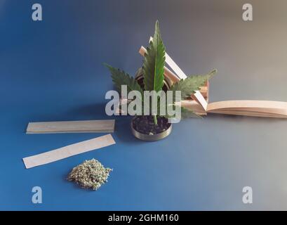 Cannabis Indica Gelenke, Knospe und Grinder über blau background.devices zum Verdrehen hausgemachte Zigarette Stockfoto