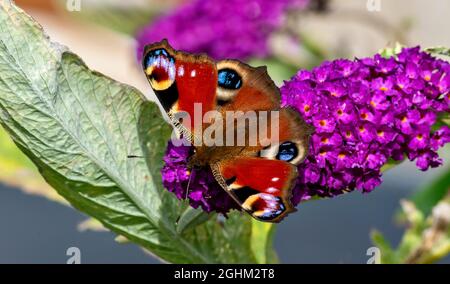 PFAUENSCHMETTERLING Aglais io FÜTTERT IM SPÄTSOMMER EINE PURPURNE BUDDLEIA Buddleja davidii Stockfoto