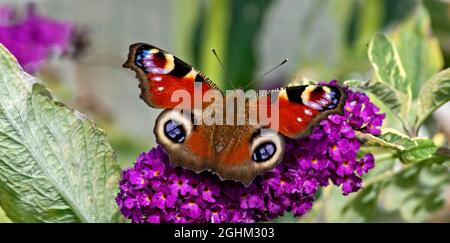 PFAUENSCHMETTERLING Aglais io FÜTTERT EINE PURPURNE BUDDLEIA Buddleja davidii Stockfoto