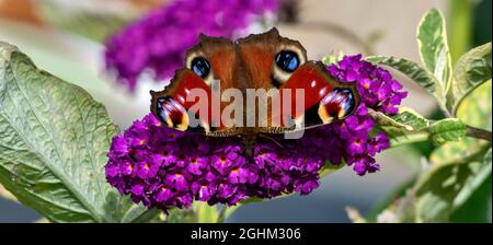 DER PFAUENSCHMETTERLING Aglais io ERNÄHRT SICH VON DER PURPURNEN BUDDLEIA Buddleja davidii Stockfoto