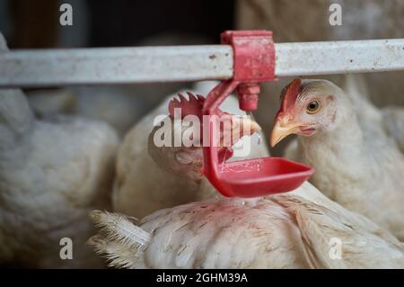 Freilauf ökologischen Hinterhof Broiler Hühner Trinkwasser durch Nippel Trinker Stockfoto