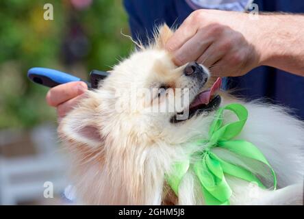 Haustiere, Friseursalon. Pistenhände kämmen Hundehaare mit einem Kamm Stockfoto