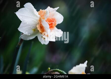 Double Narcissi farbenfrohe orange und weiße Daffodil voller Blumen, die in einem Frühlingsregen Dusche blühen. Stockfoto