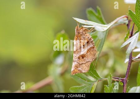 Frühe Thorn (Selenia dentaria)-Mottenroosting. Stockfoto