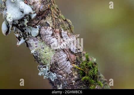 Flammenteppich (Xanthorhoe designata), der auf einem Zweig ruht. Stockfoto