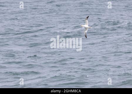 (Nördlicher) Gannet (Morus bassanus) über dem Meer vor der Küste von Nordwales Stockfoto