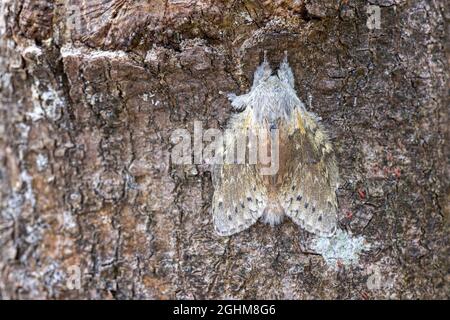 Hummermot (Stauropus fagi) in Ruhe auf Baumrinde Stockfoto