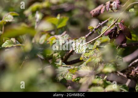 Orangespitze (Anthocharis cardamines) Schmetterling, der im Frühjahr unter Brambles ruht Stockfoto