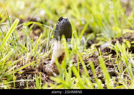 Der Stinkhorn-Pilz (Phallus impudicus) wächst im Gras, kleine Wirbellose ernähren sich von der Gleba. Stockfoto