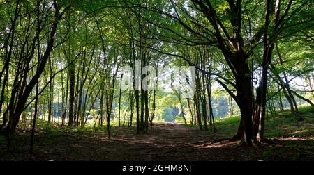 Landschaftlich schöner Blick auf einen Pfad im Wald Stockfoto