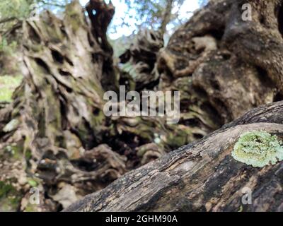 Alt gealterter Olivenbaum riesige wunderschöne Wurzeln mit Flechten Nahaufnahme Blick auf die griechische Küste. Insel Lefkada, Griechenland Stockfoto