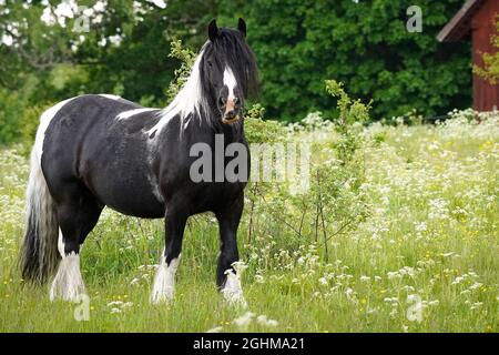 Schwarzes Fjordpferd mit schwarz-weißer Mähne auf dem Feld Stockfoto