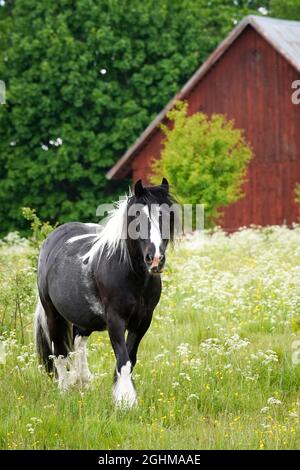 Schwarzes Fjordpferd mit schwarz-weißer Mähne auf dem Feld Stockfoto