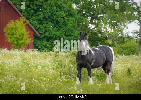 Schwarzes Fjordpferd mit schwarz-weißer Mähne auf dem Feld Stockfoto