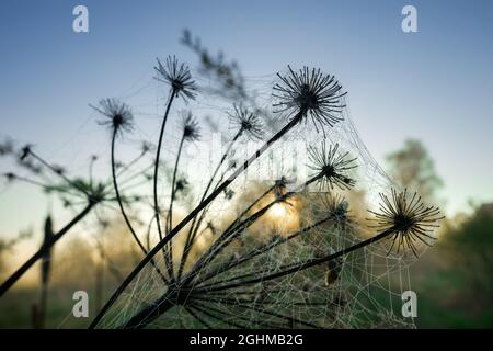 Der trockene Regenschirm der Pflanze (Aegopodium) ist an einem nebligen Morgen mit Spinnweben bedeckt und die aufgehende Sonne im Hintergrund. Ästhetische Fotografie Stockfoto