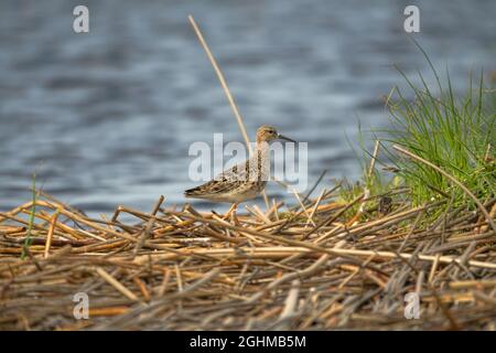 Ruff (Philomachus pugnax, weiblich) am Rande des Mordes. Frühjahrswanderungszeit, wenn Weibchen getrennt von Männchen fliegen Stockfoto