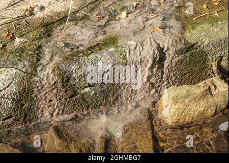 Grauer Abwasserpilz wächst an der Mündung der Abflussleitung in den Bach, der den Fluss Gwendraeth Fawr verbindet. Dies ist eigentlich eine Masse von filamentösen Bakterien Stockfoto