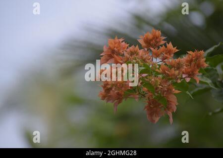 Orangefarbene Bougainvillea Stockfoto