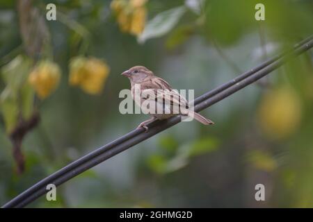 Haussperling (Passer domesticus) auf dem elektrischen Kabel Stockfoto