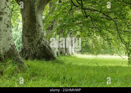Buche und Grünfoilage bei Kingston Lacey Dorest England Stockfoto