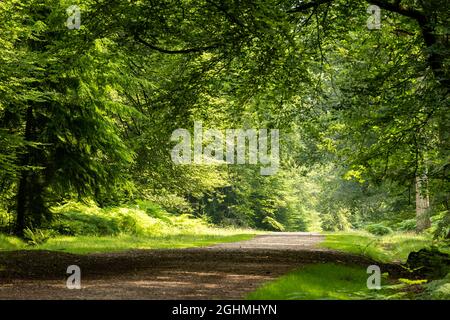 Fußweg durch den Wald New Forest New Forest National Park Hampshire England Stockfoto