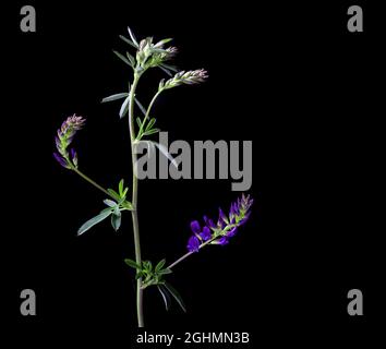 Medicago sativa mit Blumen, gewöhnlicher Name Luzerne, Futterpflanze, Futter, schwarzer Hintergrund. Stockfoto